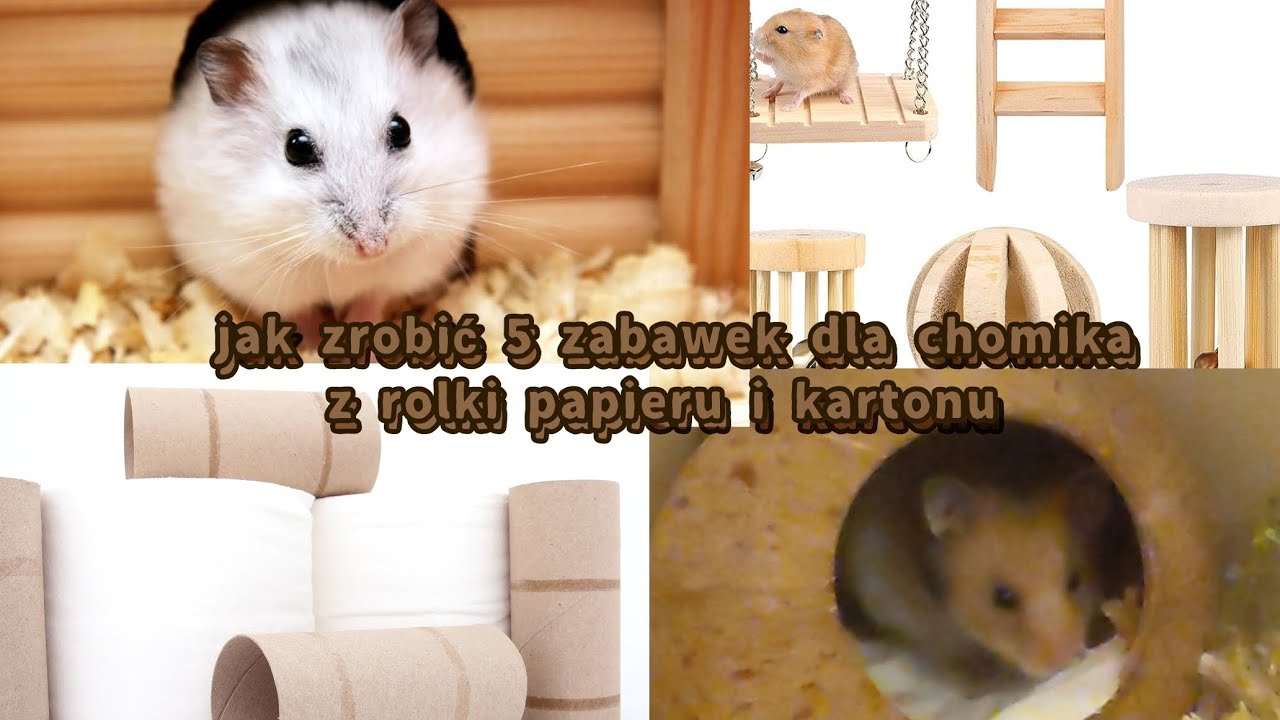 Jak Zrobic Zabawki Dla Chomika