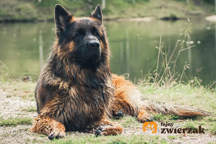 Ile Powinna Wazyc Suka Owczarka Niemieckiego