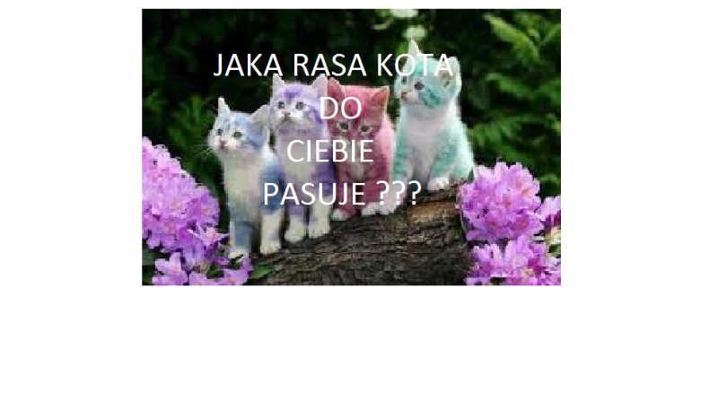 jaka rasa kota do ciebie pasuje? | sameQuizy Samequizy Jaka Rasa Kota Do Ciebie Pasuje