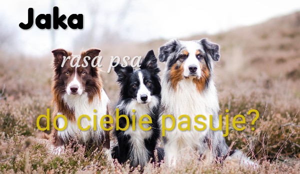 Jaka rasa psa do ciebie pasuje? | sameQuizy Jaka Rasa Psa Do Ciebie Pasuje