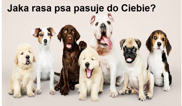 Jaka rasa psa pasuje do Ciebie? | sameQuizy Quiz Jaka Rasa Psa Do Ciebie Pasuje
