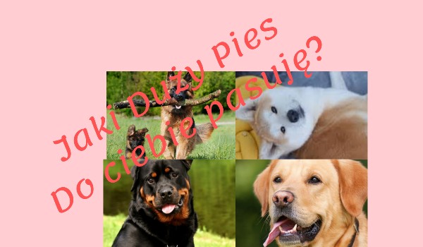 Jaki duży pies do Ciebie pasuje? | sameQuizy Test Jaki Pies Do Ciebie Pasuje