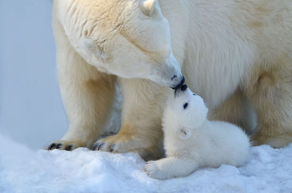 Jakiego Koloru Jest Skóra Niedźwiedzia Polarnego