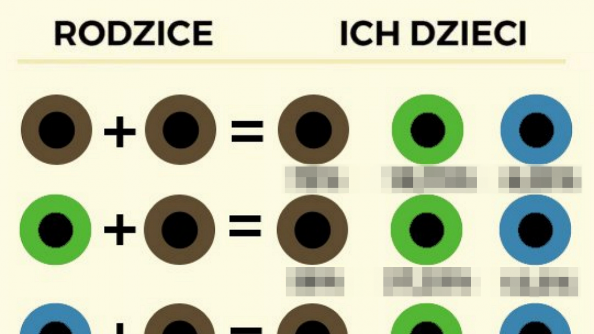 Jaki Kolor Włosów Będzie Miało Dziecko Kalkulator