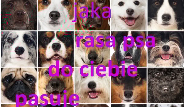 Jaki Pies Pasuje Do Ciebie Quiz