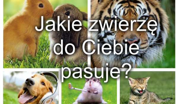 Quiz Jakie Zwierzę Do Ciebie Pasuje