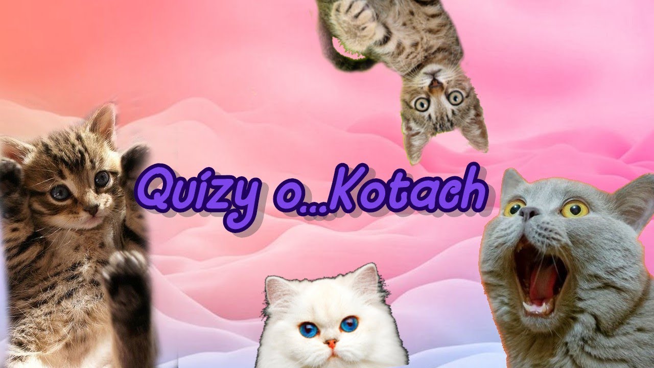 Quizy O Kotach Jakim Kotem Jestes