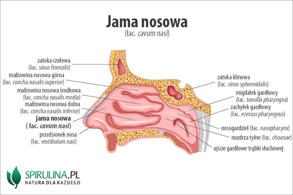 Jama nosowa - algi Spirulina i Chlorella Mowa Nosowa Po Usunięciu Migdałków