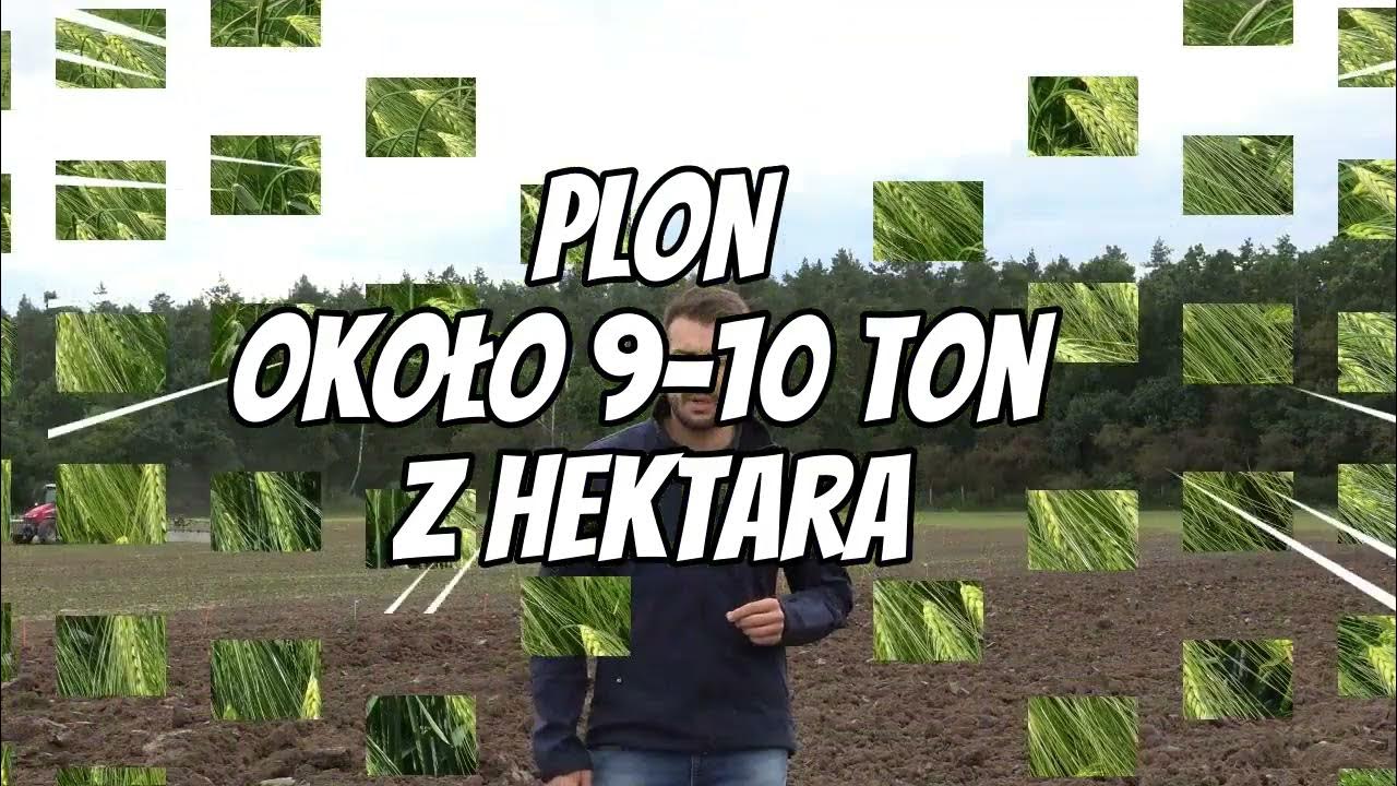Najgorszy Przedplon Dla Pszenicy Ozimej