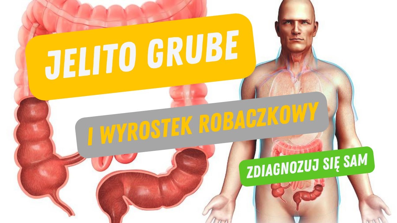 Jelito grube i wyrostek robaczkowy w pigułce. Zdiagnozuj się sam. - YouTube Jakie Wyniki Na Wyrostek Robaczkowy