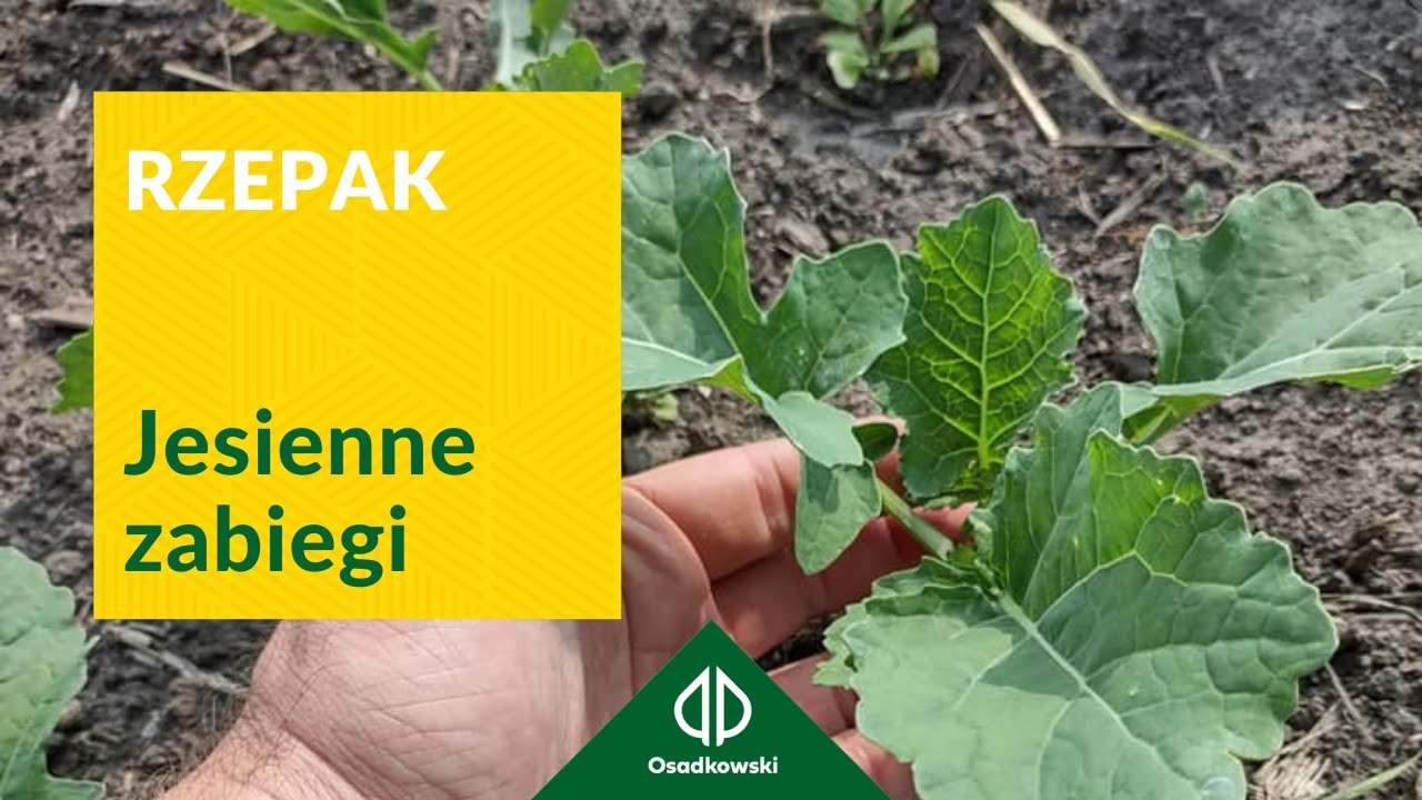 Jesienna Ochrona Rzepaku Przed Szkodnikami