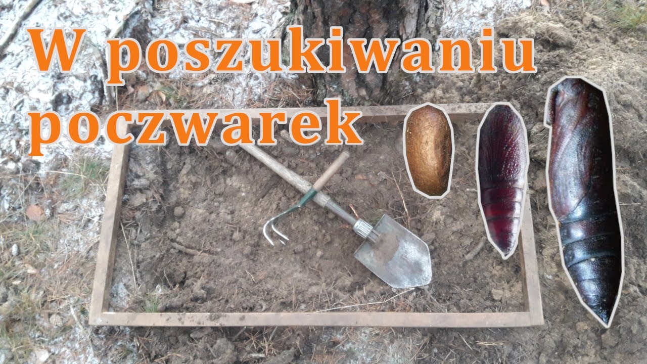 Jesienne poszukiwania szkodników sosny. Jak to wygląda? - YouTube Jesienne Poszukiwania Szkodników Pierwotnych Sosny