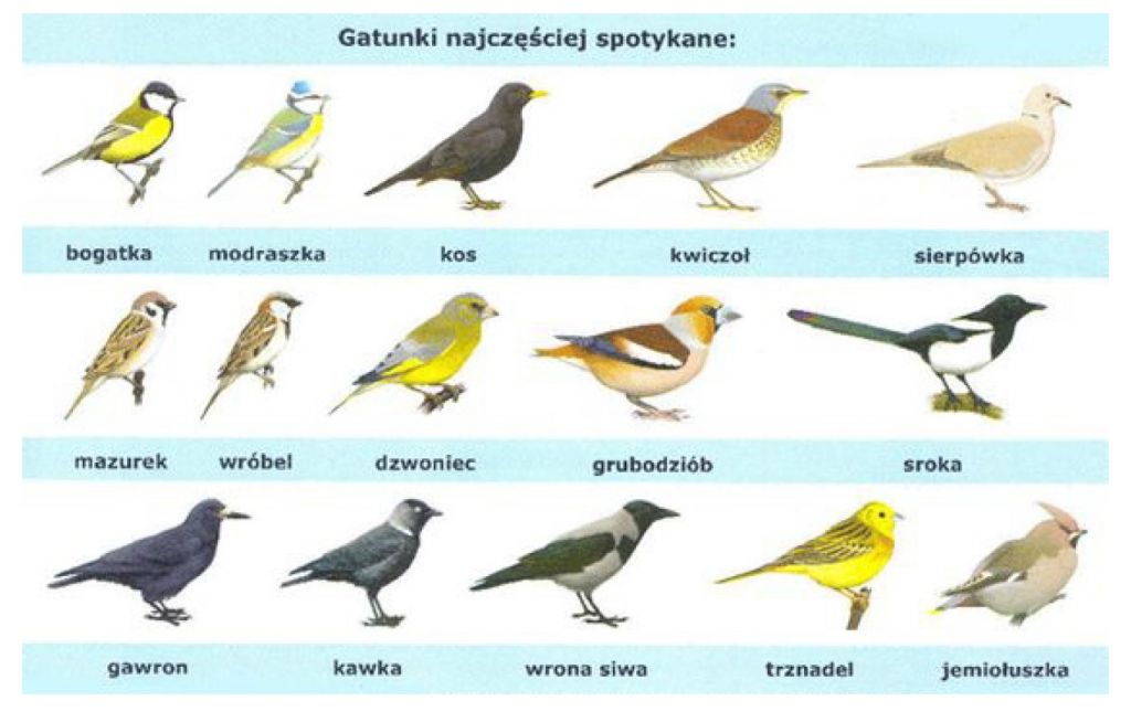 Jestem rajskim ptakiem - Szkoła Podstawowa Integracyjna Nr 11 Ptakiem Hermesa Nazywają Mnie Zjadam Swe Skrzydła By Poskromić Się