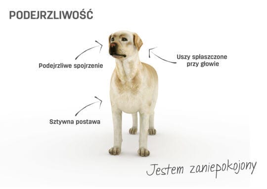 Język ciała u psów Co Zrobić żeby Pies Nie Czuł Cieczki