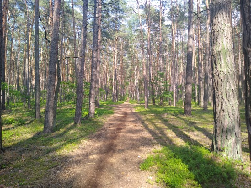 Kampinoski Park Narodowy - Kampinoskie Przygody Na Jakiej Nizinie Leży Kampinoski Park Narodowy