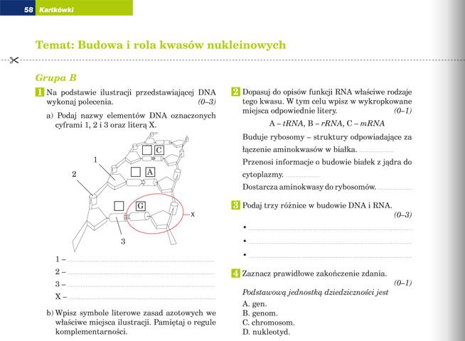 Kartkówka-Budowa i rola kwasów nukleinowych id 232451 Budowa I Rola Jądra Komórkowego