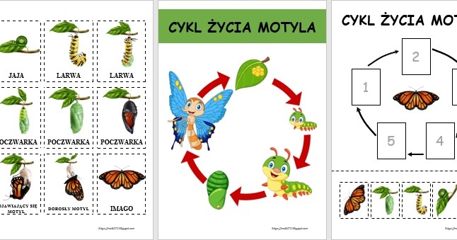 KARTY PRACY NA ZAMÓWIENIE: CYKL ŻYCIA MOTYLA Cykl Rozwojowy Motyla Historyjka Obrazkowa