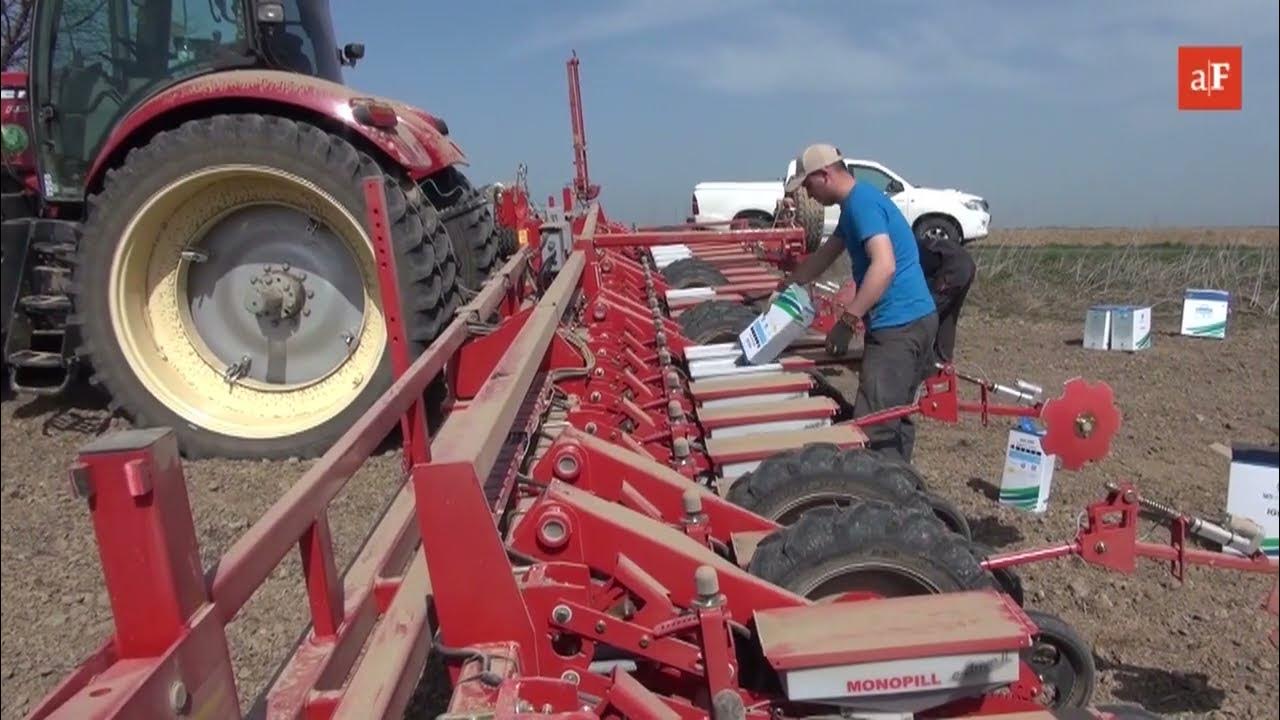 Kiedy siać buraki cukrowe? – 23 kwietnia 2019 - YouTube Gdzie W Polsce Uprawia Się Buraki Cukrowe