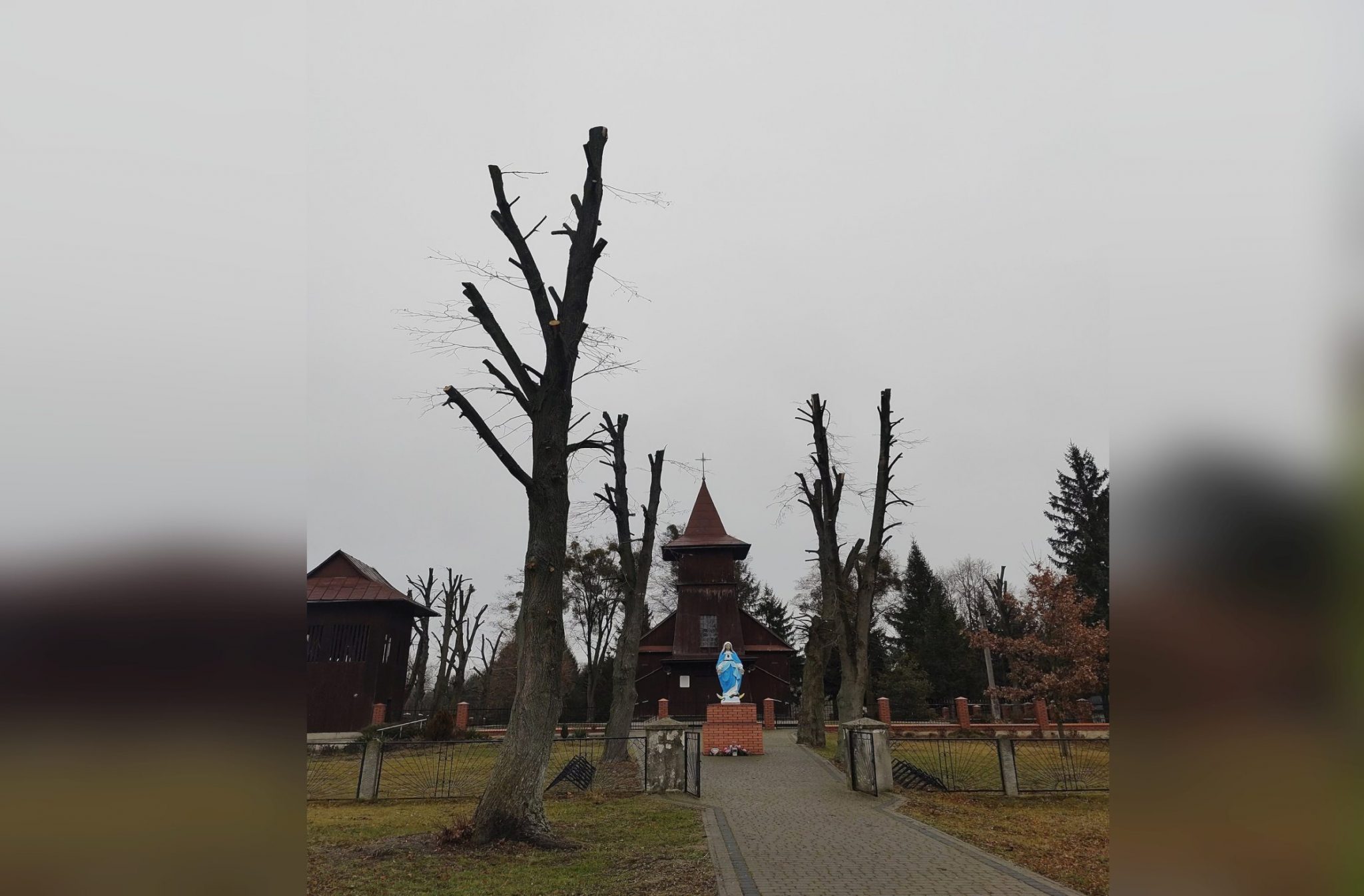 Kilkadziesiąt tysięcy złotych kary dla parafii za zniszczenie drzew Kary Za Zniszczenie Drzewa 2018