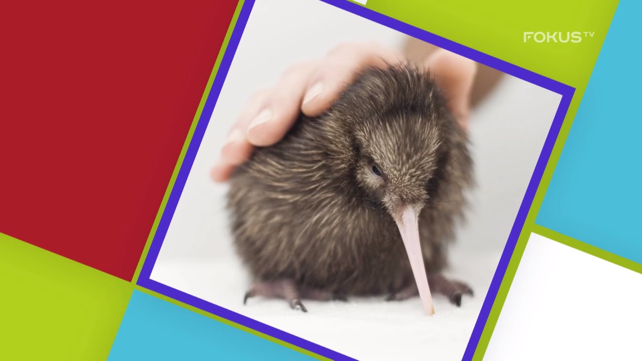 Czy Kiwi Uczula Małe Dzieci