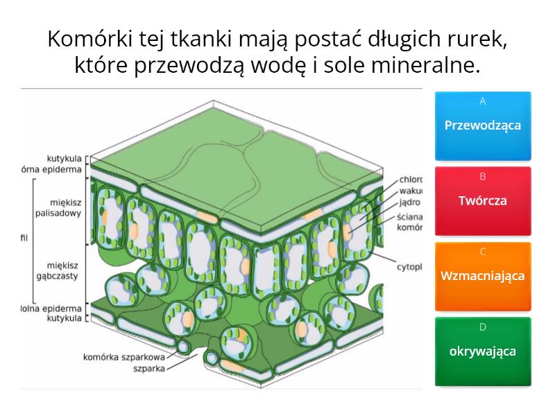 Test Biologia Klasa 5 Tkanki I Organy Roslinne