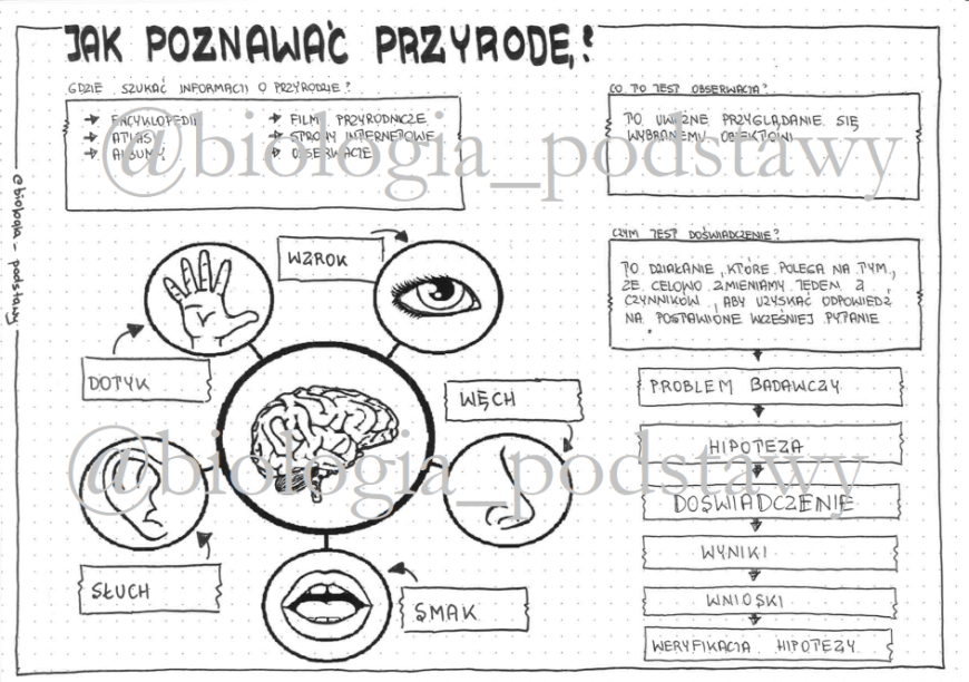Klasa 4 - Jak poznawać przyrodę - sketchnotka • Złoty nauczyciel Jak Poznac Ze Podobam Sie Chłopakowi Test