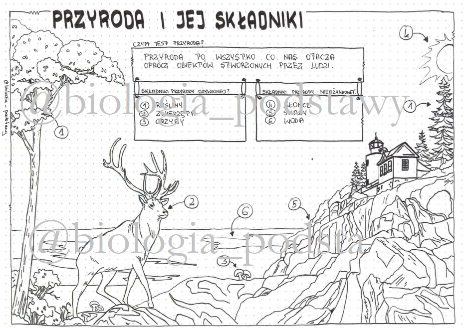 Klasa 4 - Przyroda i jej składniki - sketchnotka • Złoty nauczyciel Przyroda I Jej Składniki Klasa 4