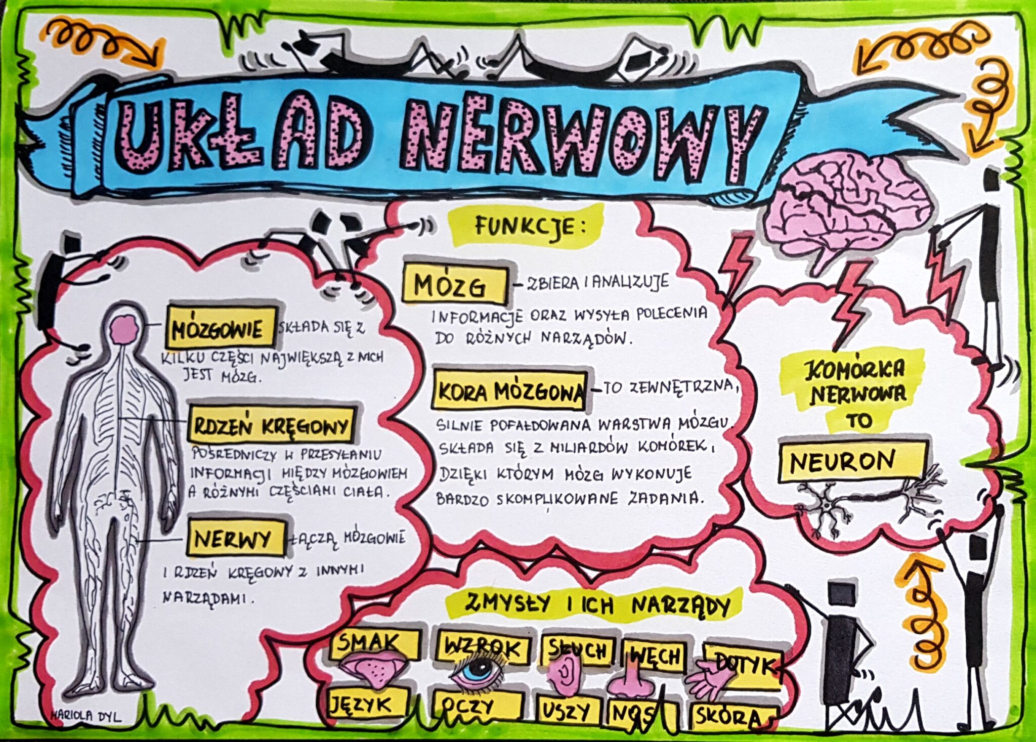 Układ Nerwowy Przyroda Klasa 4
