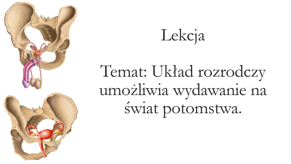 Klasa 4 - Układ rozrodczy - prezentacja • Złoty nauczyciel Uklad Rozrodzy Klasa 4