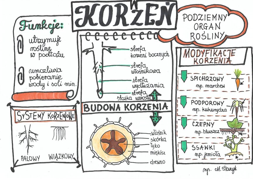 Test Biologia Klasa 5 Korzen