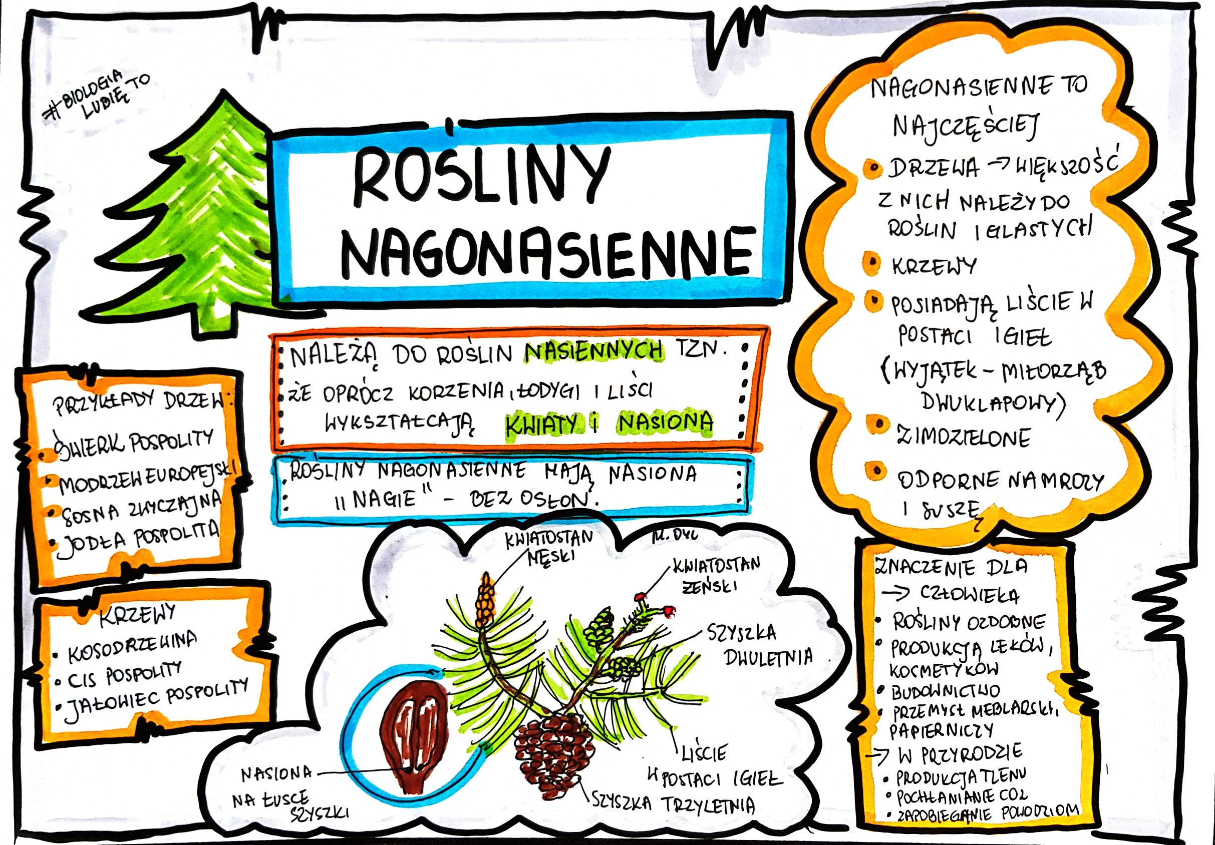 Rośliny Nagonasienne I Okrytonasienne Test Klasa 5