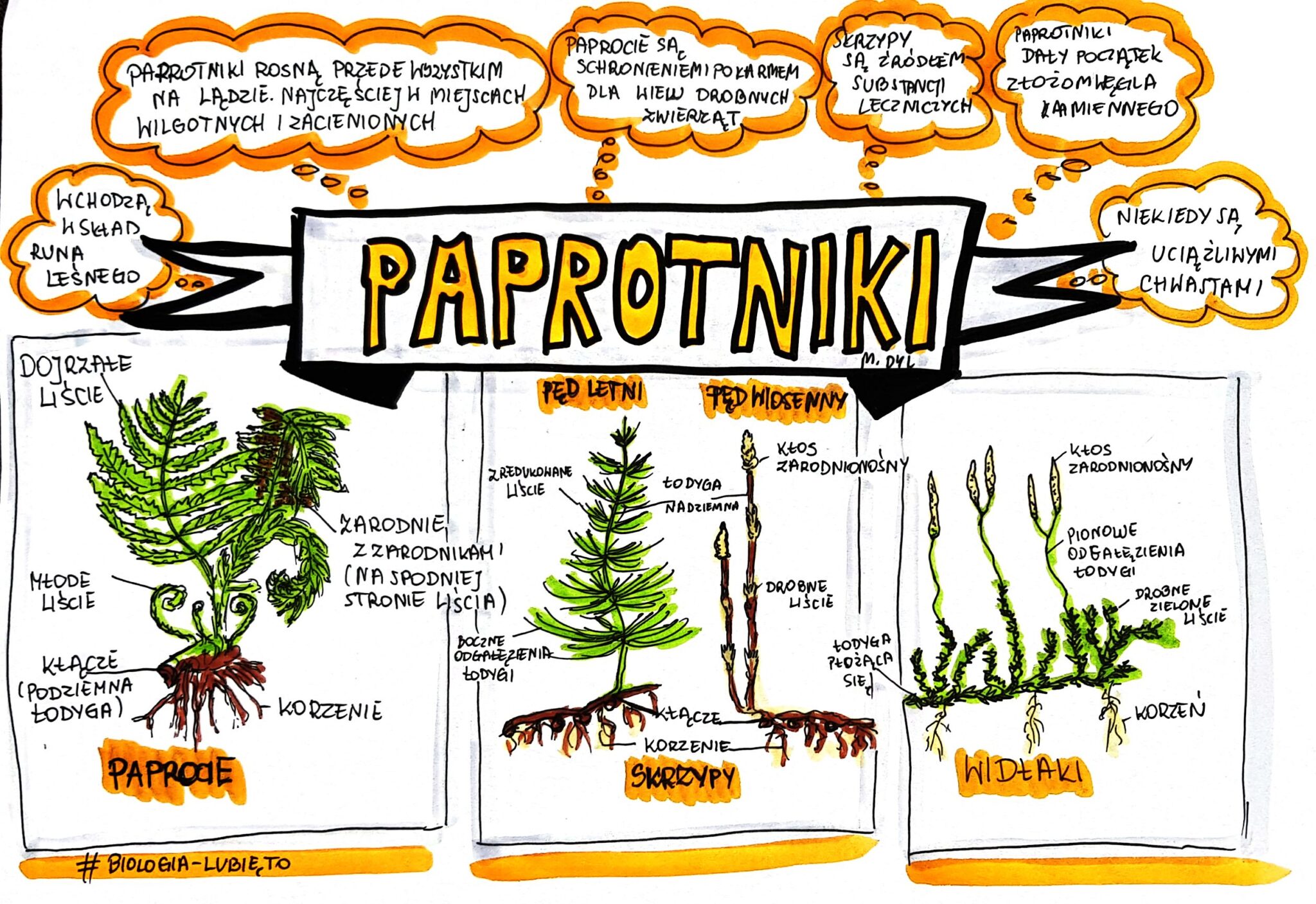Klasa 5. Biologia. Paprotniki (karta pracy kolorowa) • Złoty nauczyciel Na Ilustracji Przedstawiono Trzy Gatunki Paprotnikow Objetych Ochrona