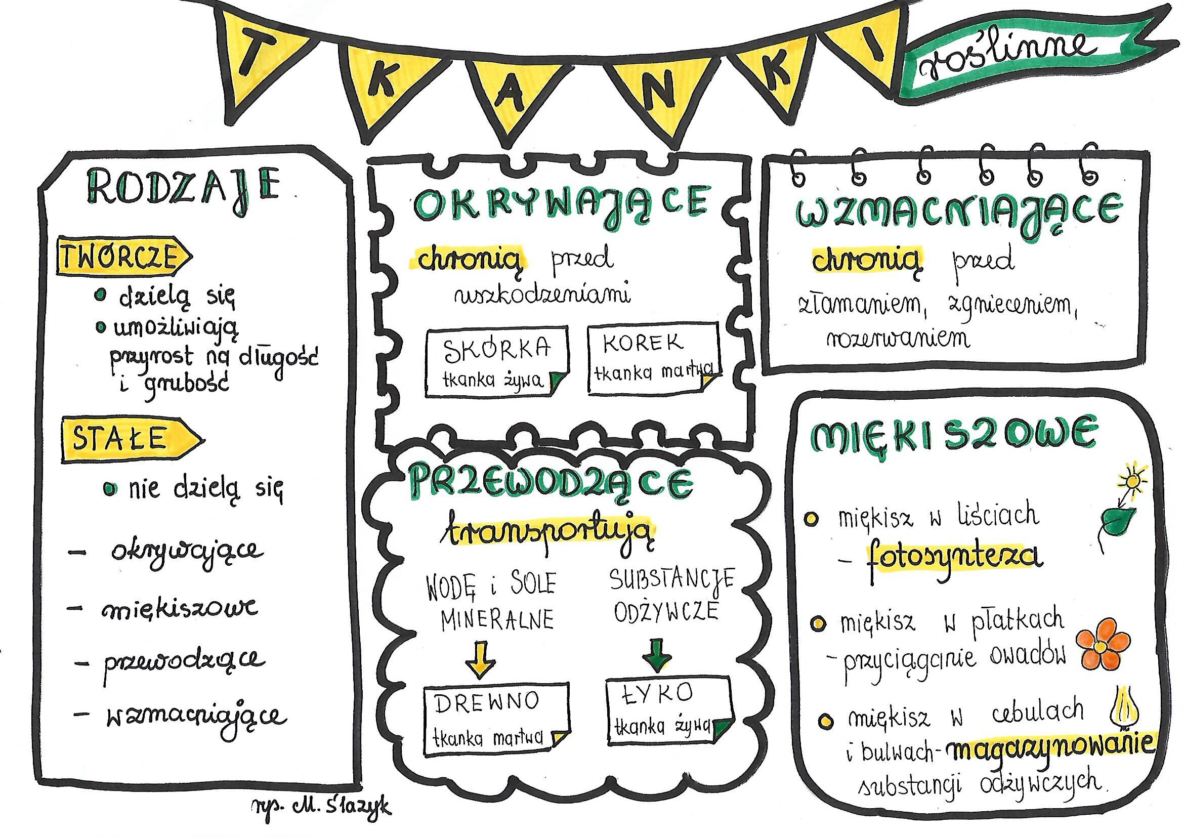 Test Biologia Klasa 5 Tkanki Roslinne