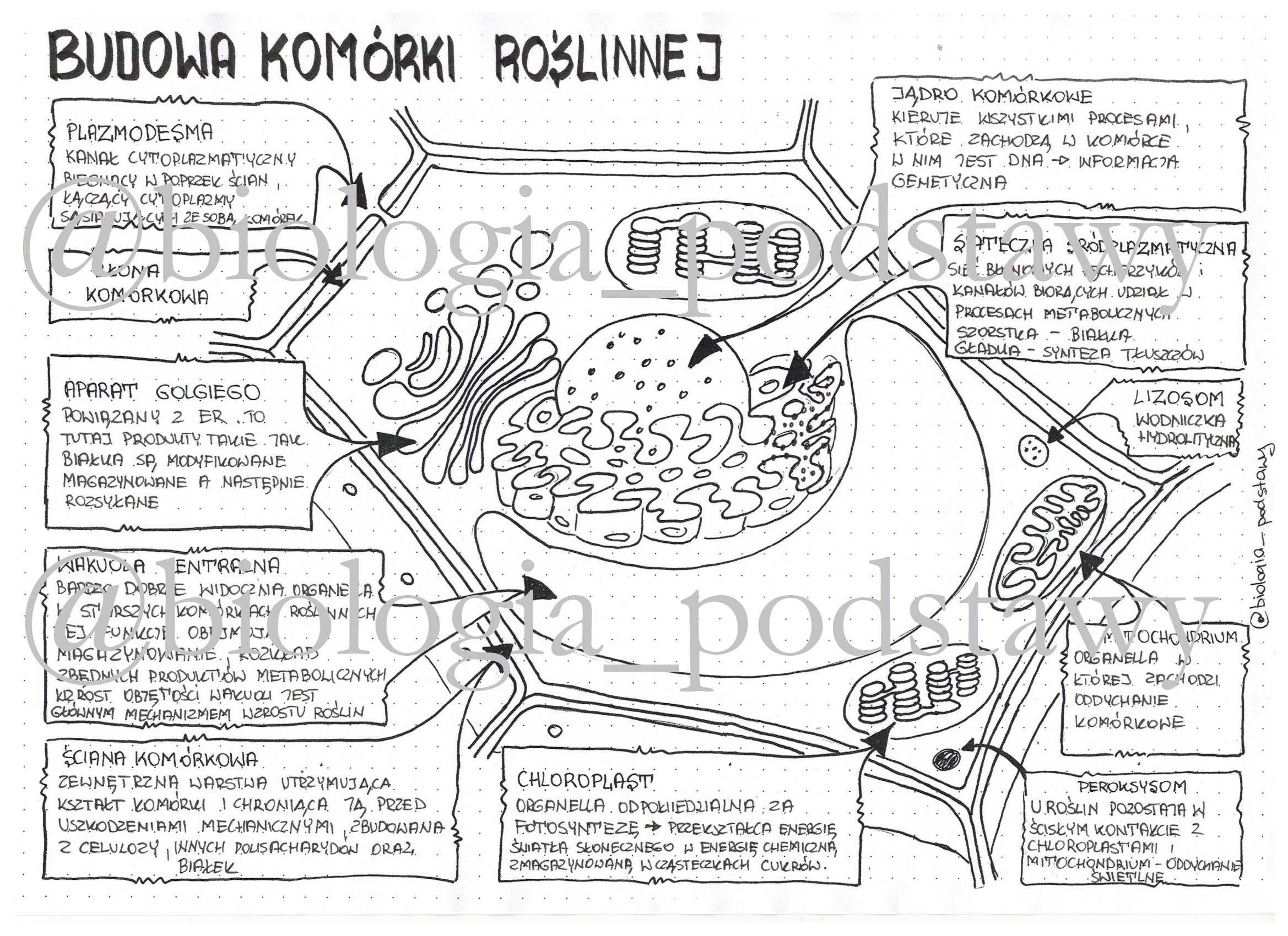 Klasa 5 - Budowa komórki roślinnej - uzupełniona sketchnotka • Złoty Podstawy Biologii Struktura Komórki Sprawdzian Klasa 5 Wsip