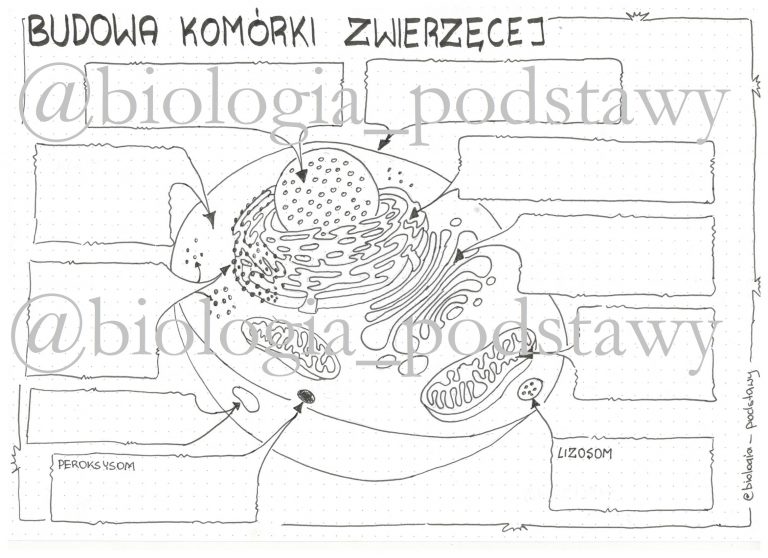 Klasa 5 - budowa komórki zwierzęcej - karta pracy • Złoty nauczyciel Test Z Biologii Klasa 5 Komorkowa Budowa Organizmow