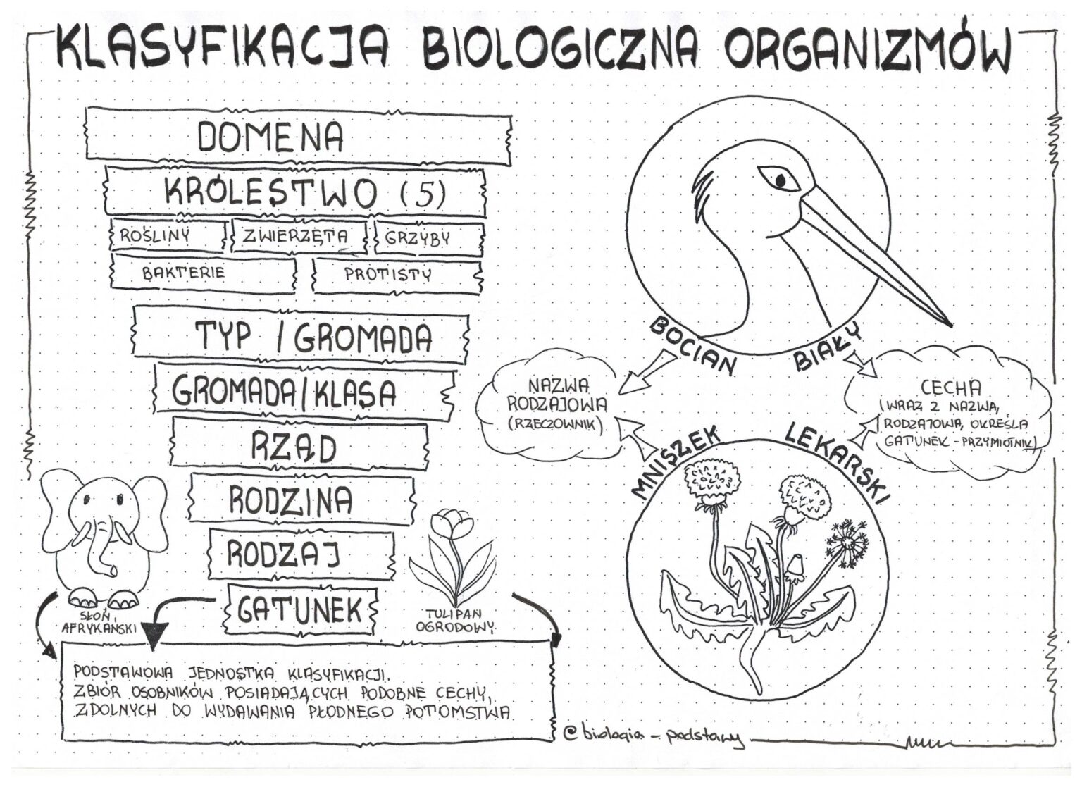 Klasyfikacja Organizmow I Wirus I Bakterie Klasa 5 Biologia Test