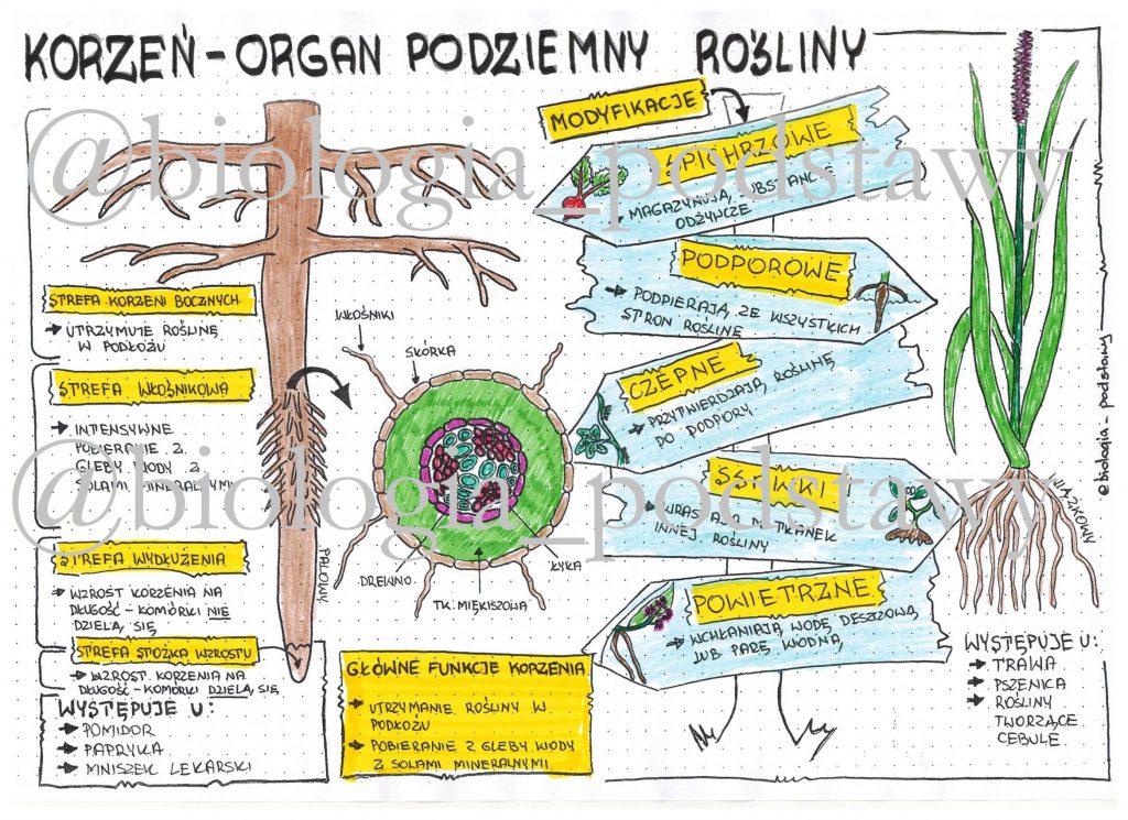 Klasa 5 - Korzeń - kolorowa sketchnotka • Złoty nauczyciel Test Biologia Klasa 5 Korzen