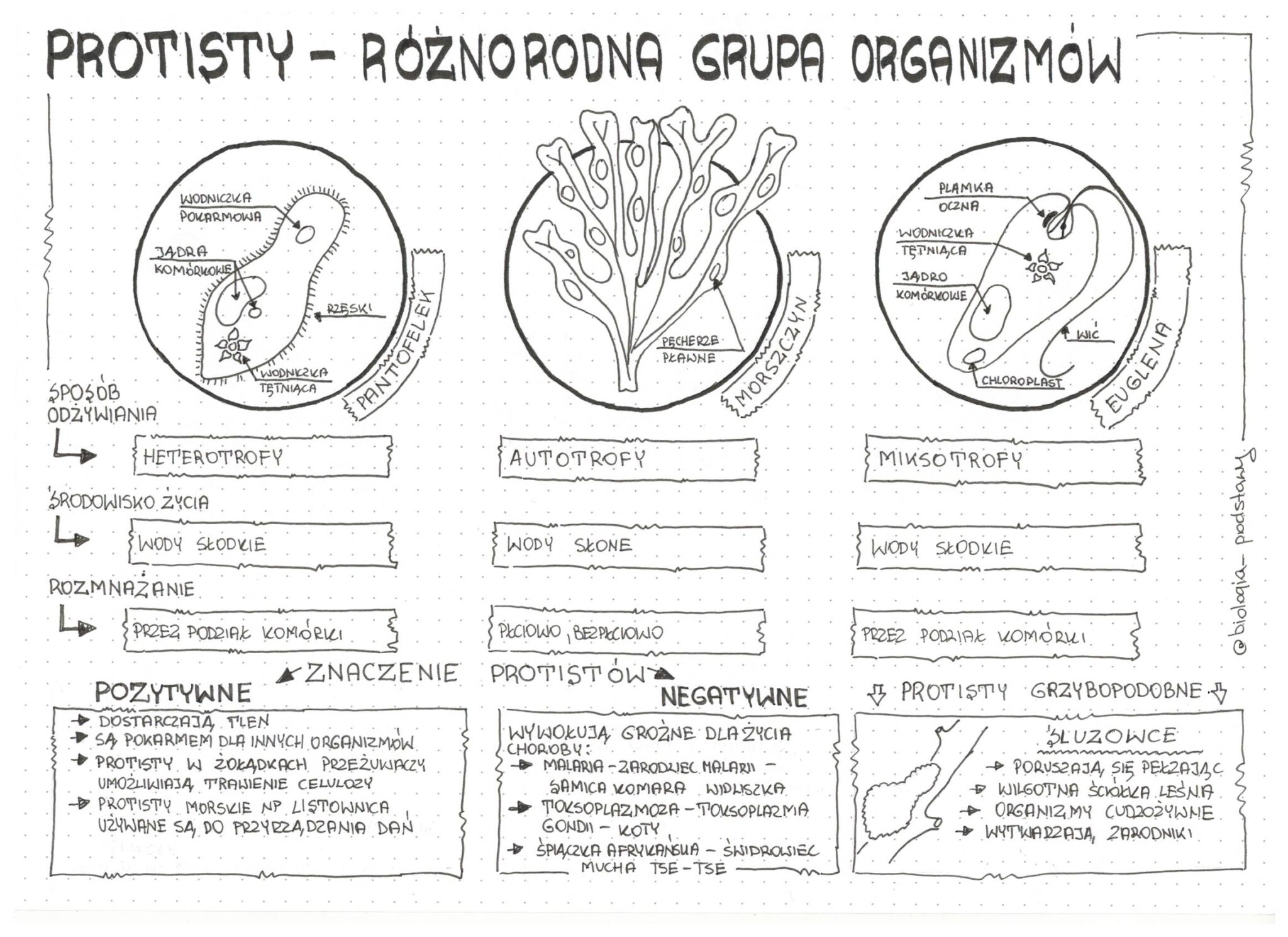 Klasa 5 - Różnorodność protistów - pakiet • Złoty nauczyciel Sprawdzian Z Protistow Nowa Era