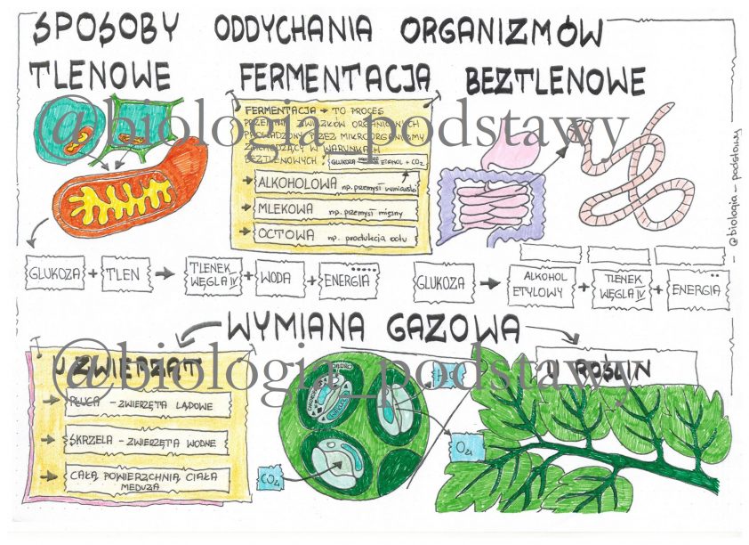 Sposoby Oddychania Organizmów Klasa 5