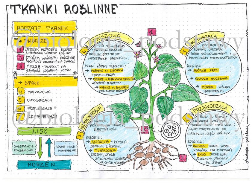 Kartkwka Tkanki Roslinne Klasa 5
