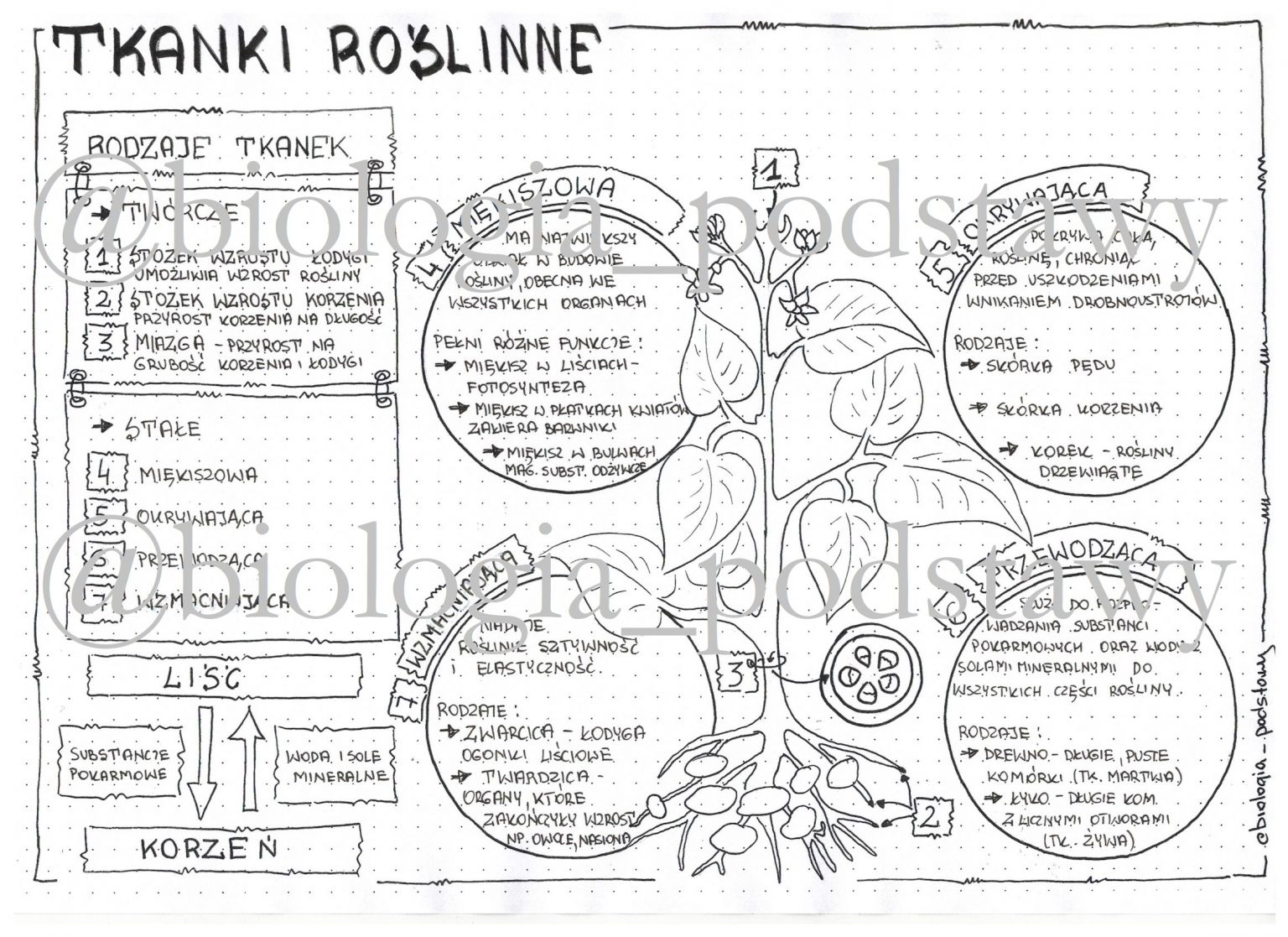 Klasa 5 - Tkanki roślinne - sketchnotka • Złoty nauczyciel Test Tkanki Roslinne Klasa 5