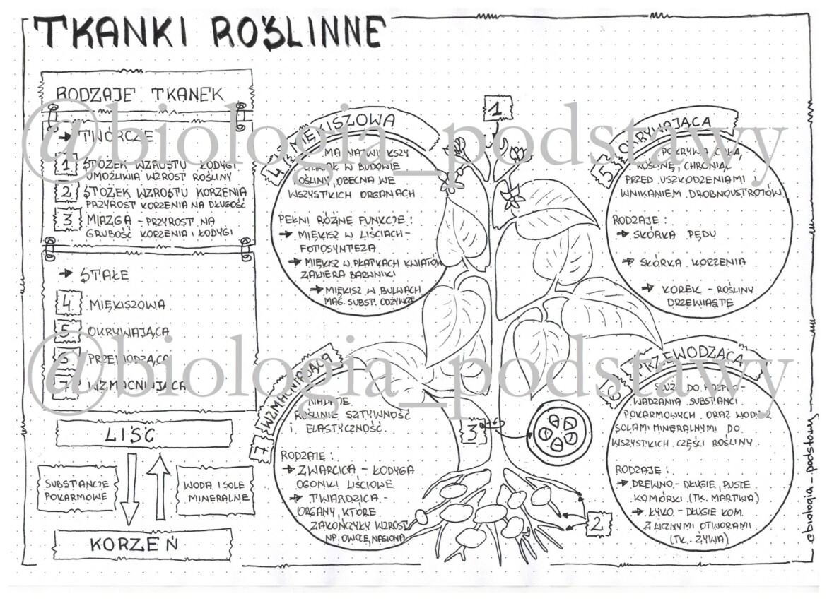 Klasa 5 - Tkanki roślinne - sketchnotka • Złoty nauczyciel Tkanki Roslinne Klasa 5 Kartkwka
