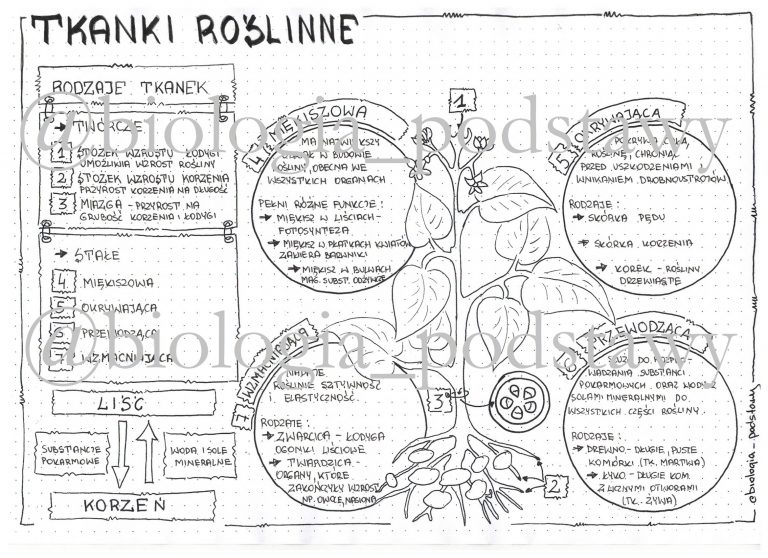 Klasa 5 - Tkanki roślinne - sketchnotka • Złoty nauczyciel Kartkwka Tkanki Roslinne Klasa 5