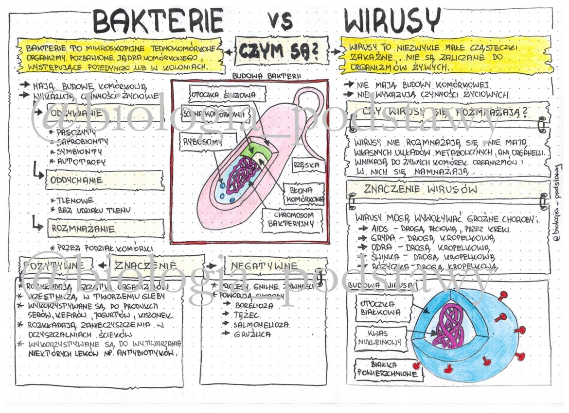 Klasa 5 - Wirusy i bakterie - kolorowa sketchnotka • Złoty nauczyciel Wirusy I Bakterie Sprawdzian