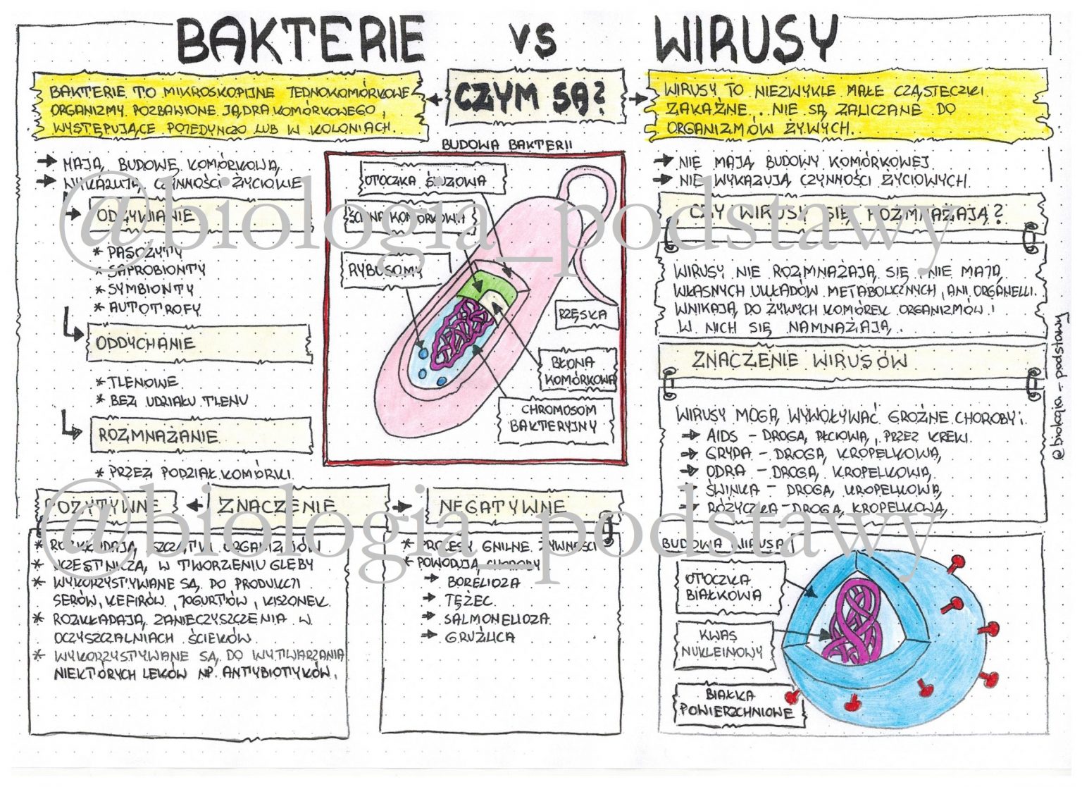 Wirusy I Bakterie Klasa 5 Sprawdzian