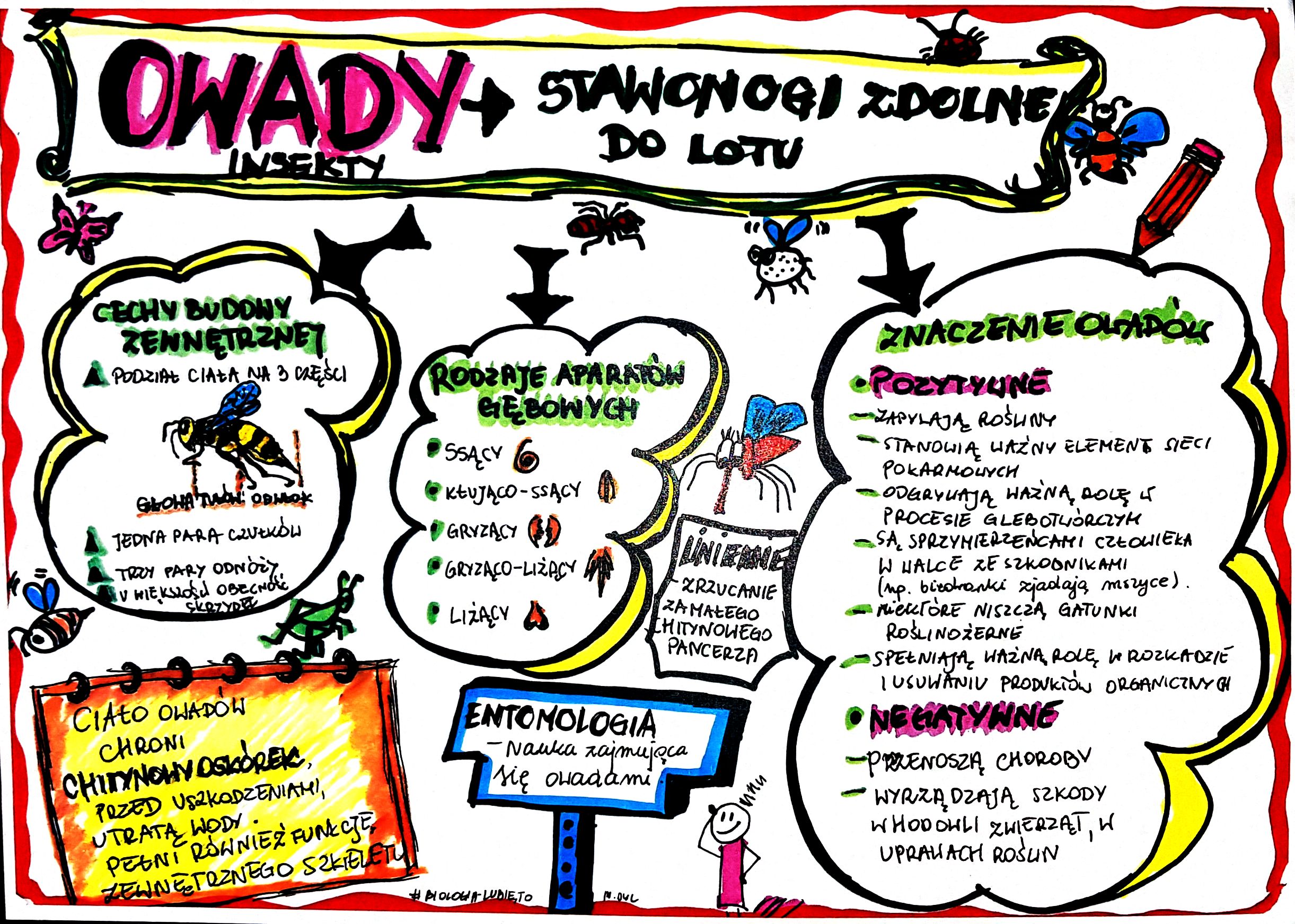 Klasa 6. Biologia. Owady (karta pracy kolorowa) • Złotynauczyciel ćwiczeniówka Do Biologii Klasa 6