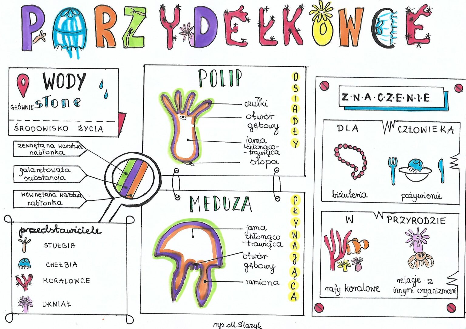 Klasa 6. Biologia. Parzydełkowce • Złoty nauczyciel Test Biologia Klasa 6 Od Parzydelkowcow Do Pierscienic