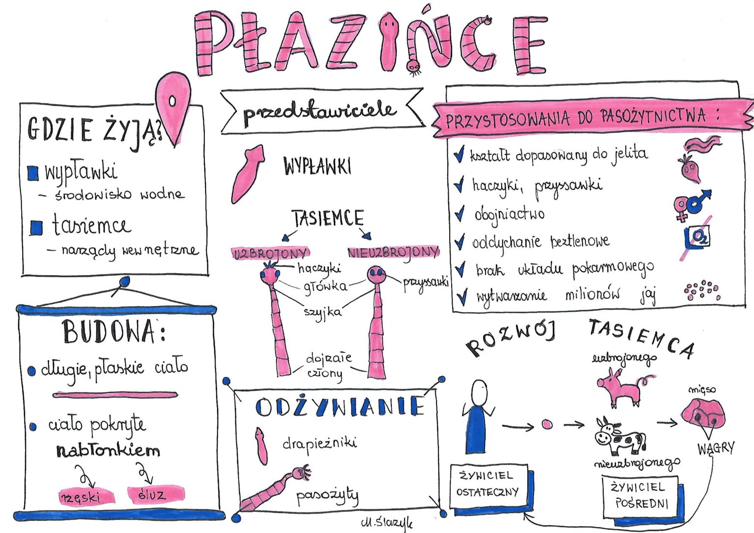 Klasa 6. Biologia. Płazińce • Złoty nauczyciel Biologia Dzial 2 Klasa 6