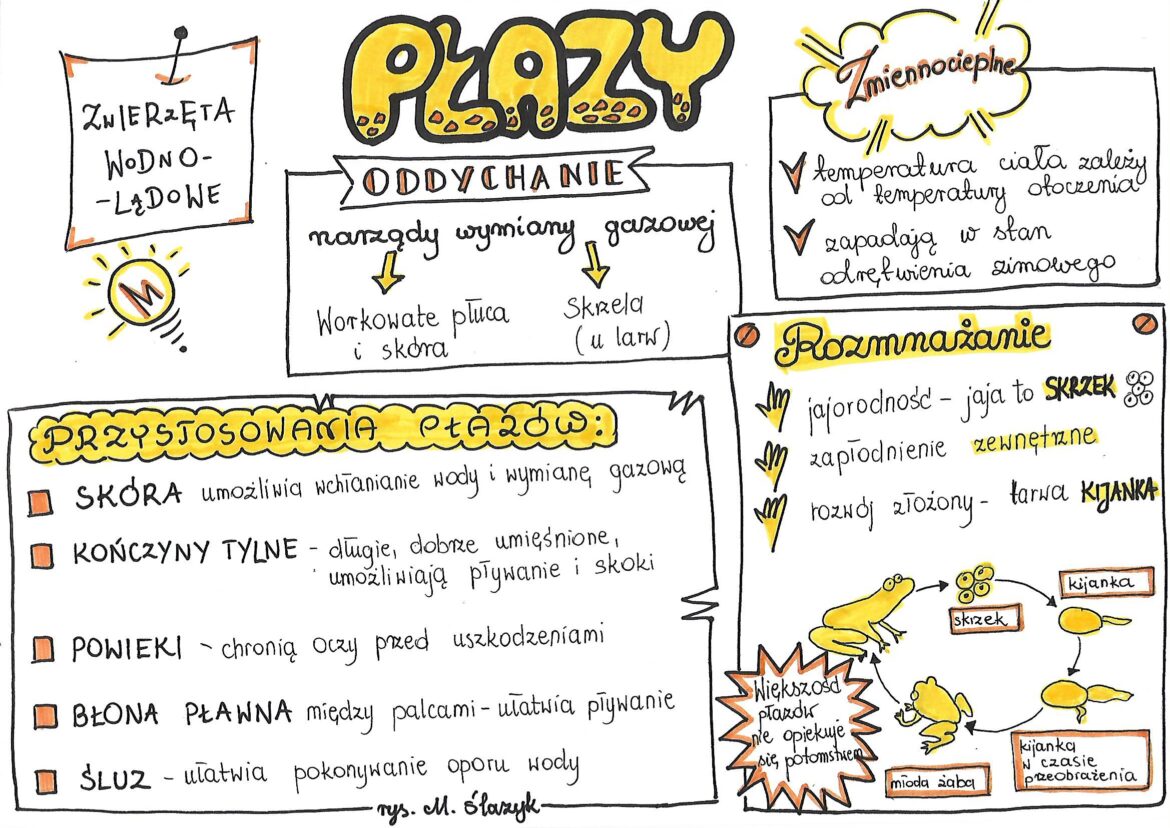 Klasa 6. Biologia. Płazy • Złoty nauczyciel ćwiczeniówka Do Biologii Klasa 6