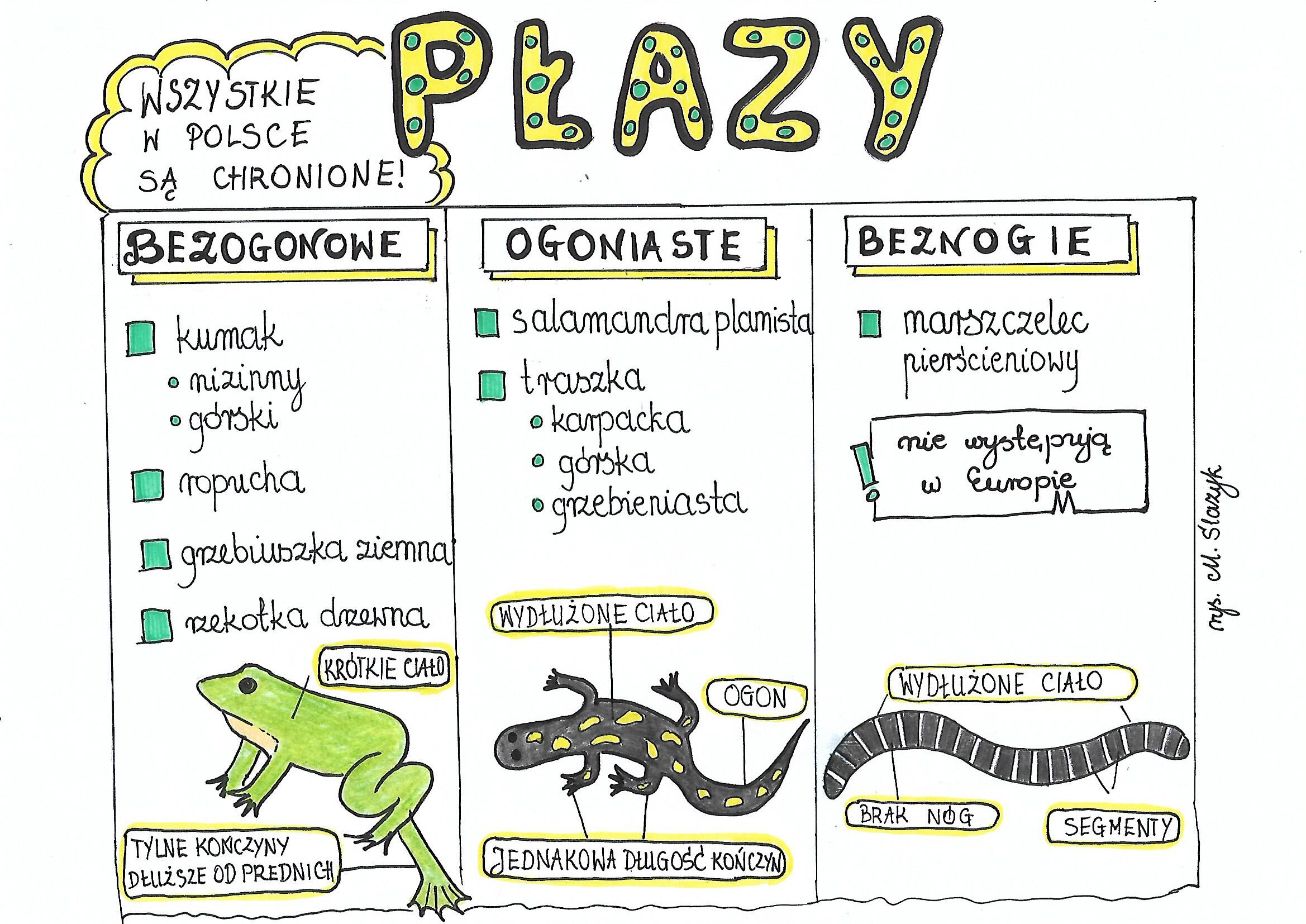 Test Biologia Klasa 6 Dzial 4